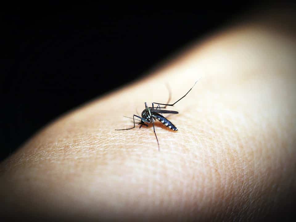 African Scientist's Gene Drive Tech: A Breakthrough in Malaria Eradication
