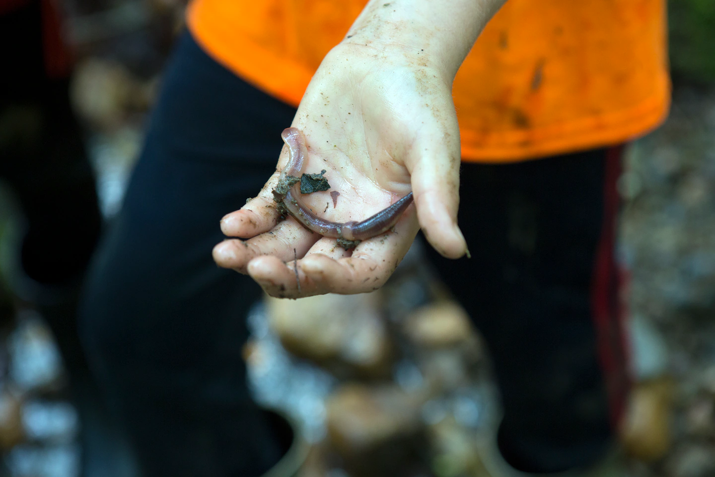 "Invasive Earthworms Imperil North American Biodiversity"