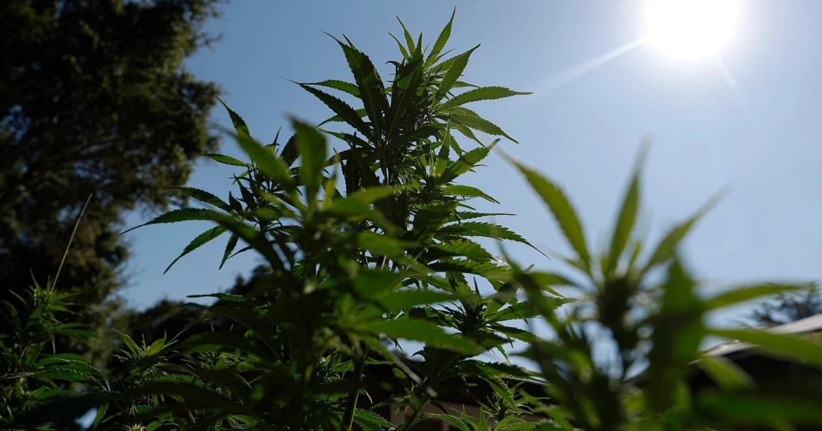 Featured image for Trump's Marijuana Reclassification Sparks Industry Changes