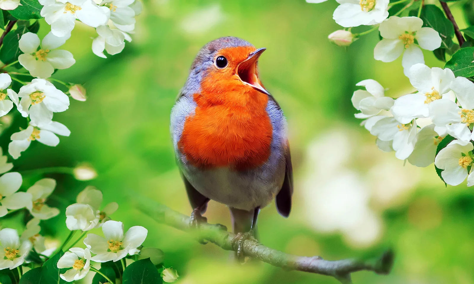 Dawn's chorus: birds sing to release night's stored energy