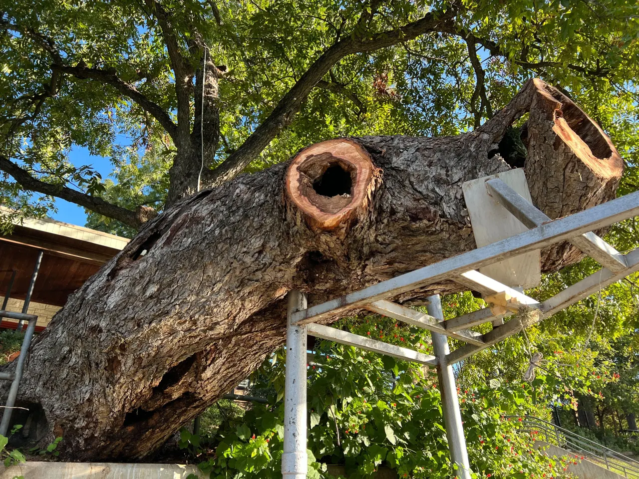 Featured image for Iconic Barton Springs pecan tree, Flo, removed after fungus diagnosis