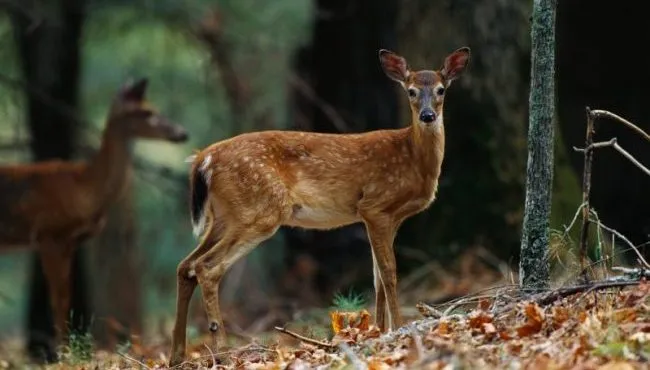 Featured image for EHD Detected in Deer Across Four Michigan Counties