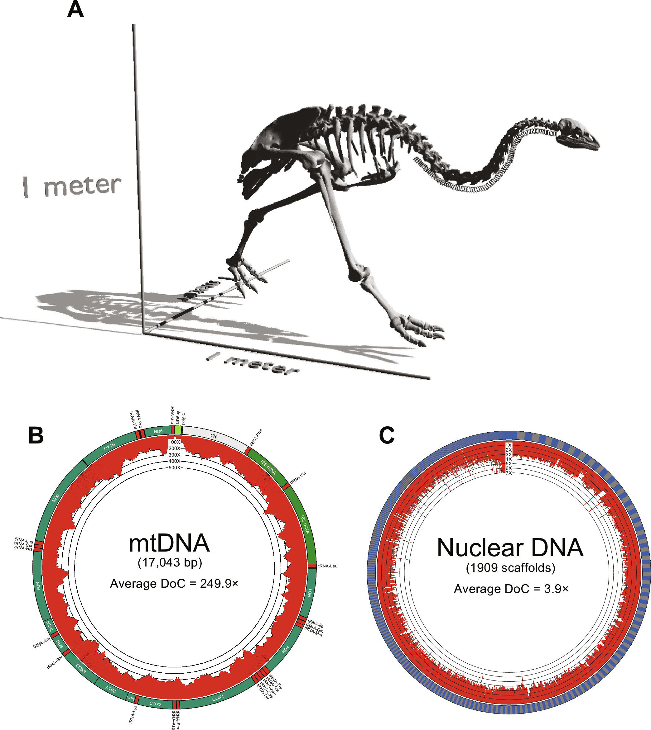 Featured image for "Extinct New Zealand Bird's Genome Reconstructed by Researchers"