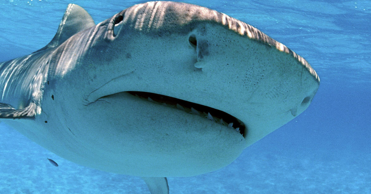 Featured image for Kayakers Encounter Shark Attacks off Hawaii Coast in Viral Videos