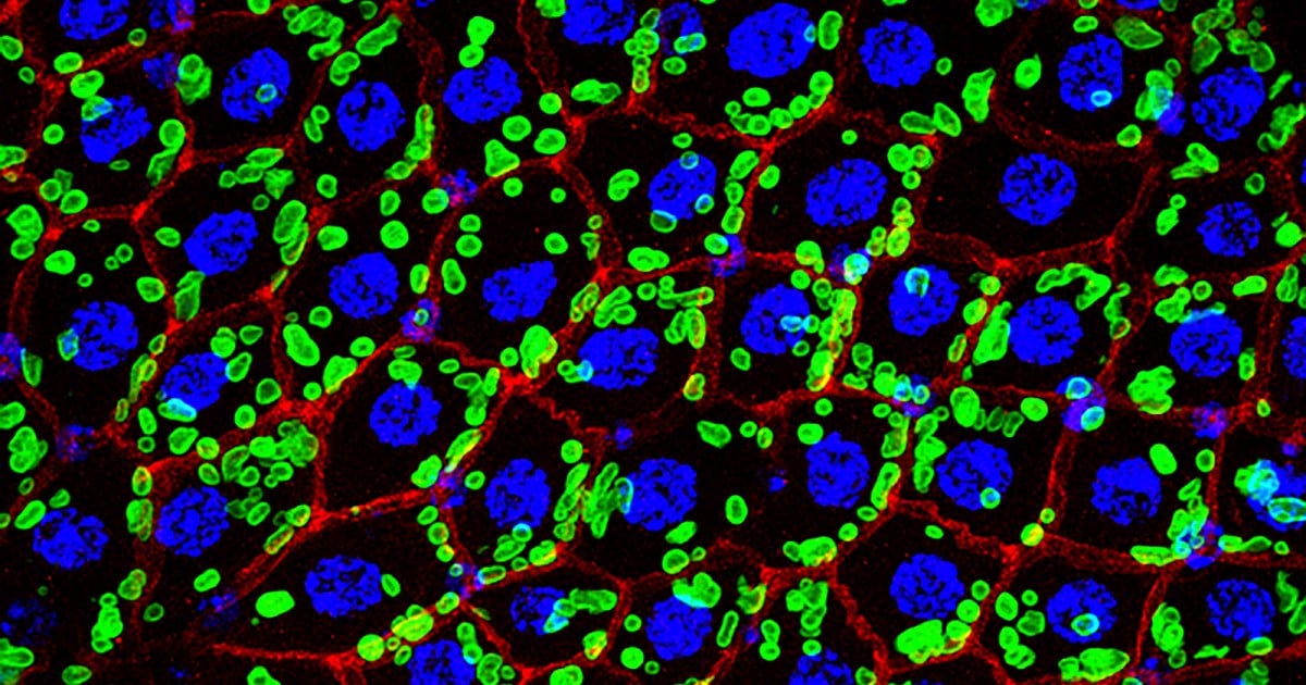 Featured image for Discovery of a New Organelle in Well-Studied Organisms