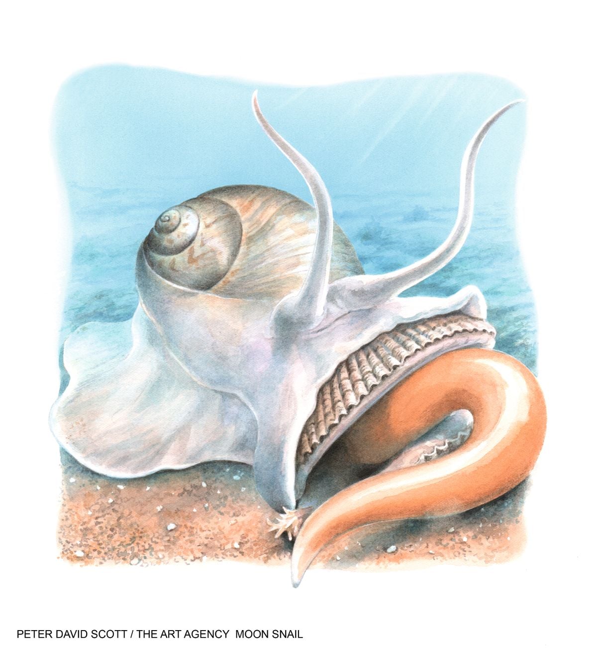 Featured image for Deadly Parasite Paralyzes and Liquefies Prey on Pink Magic Carpet