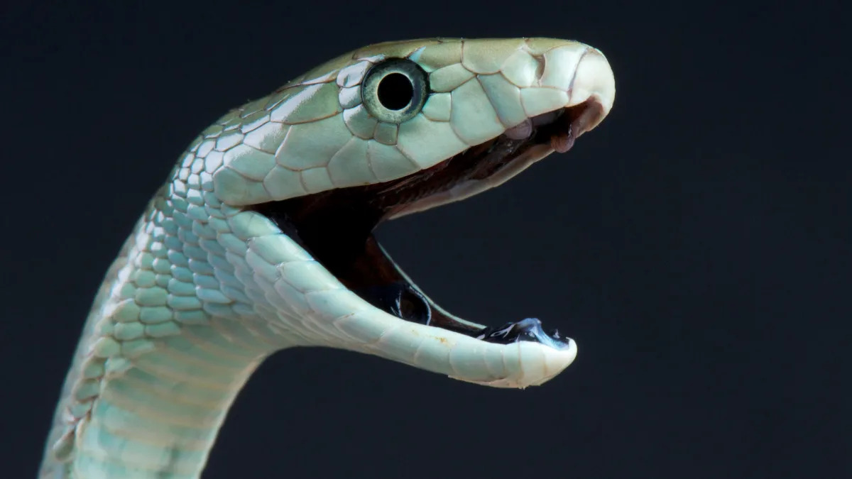 Featured image for Deadly Duel: Venomous Black Mambas Clash in Backyard Brawl