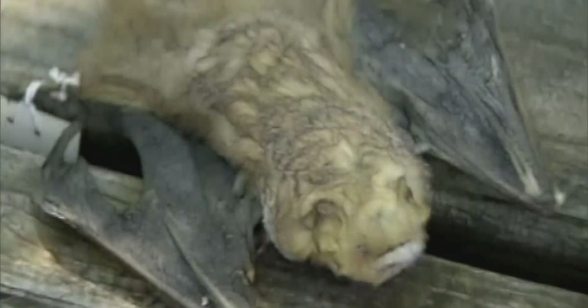 Featured image for Hospitalized Visitor in Colorado High Country After Rabid Bat Bite in Keystone