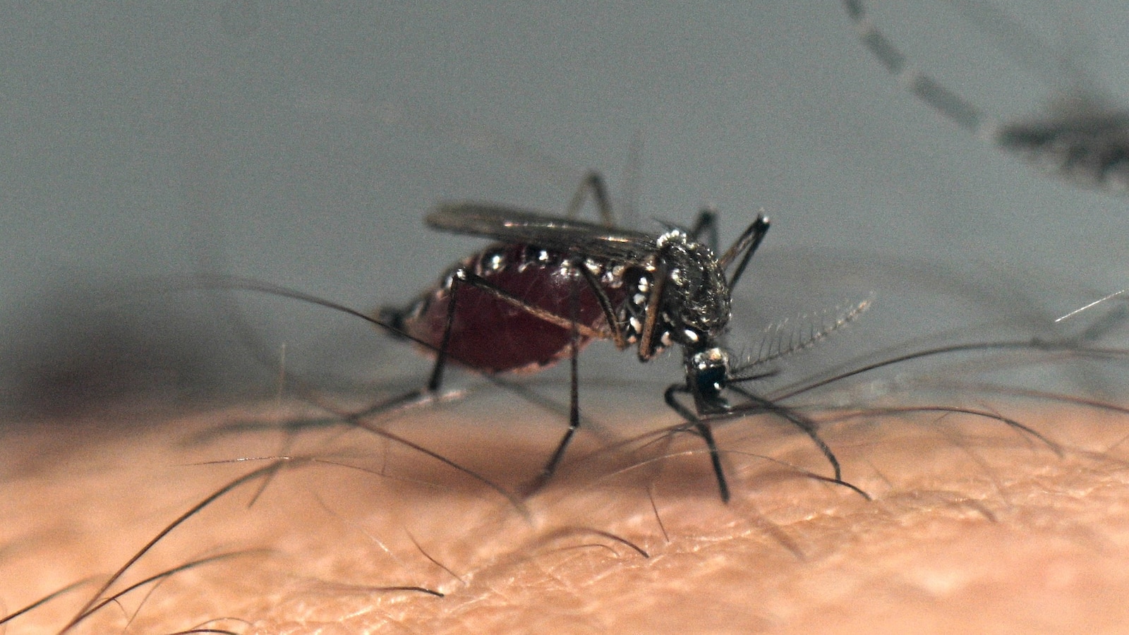 Featured image for Puerto Rico Declares Public Health Emergency Due to Rising Dengue Cases