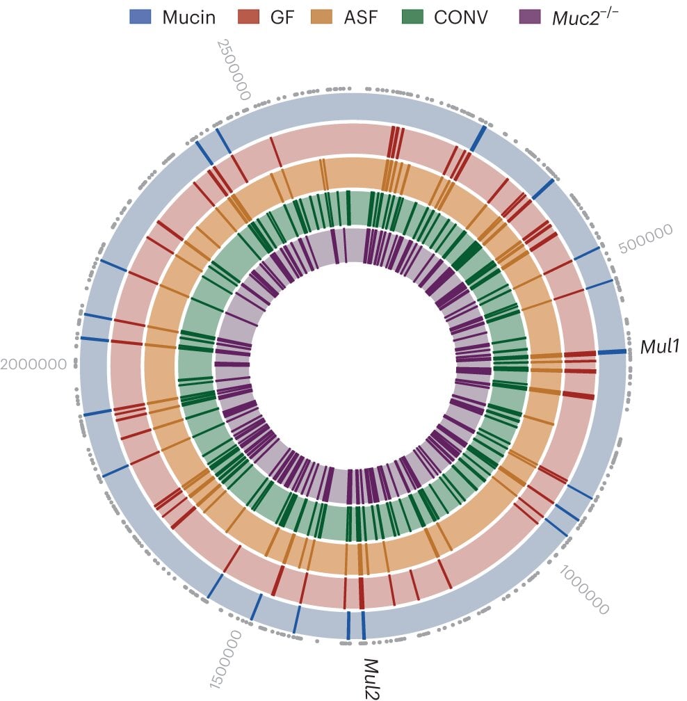 Microbe in the Gut Regulates Cholesterol and Lipid Production