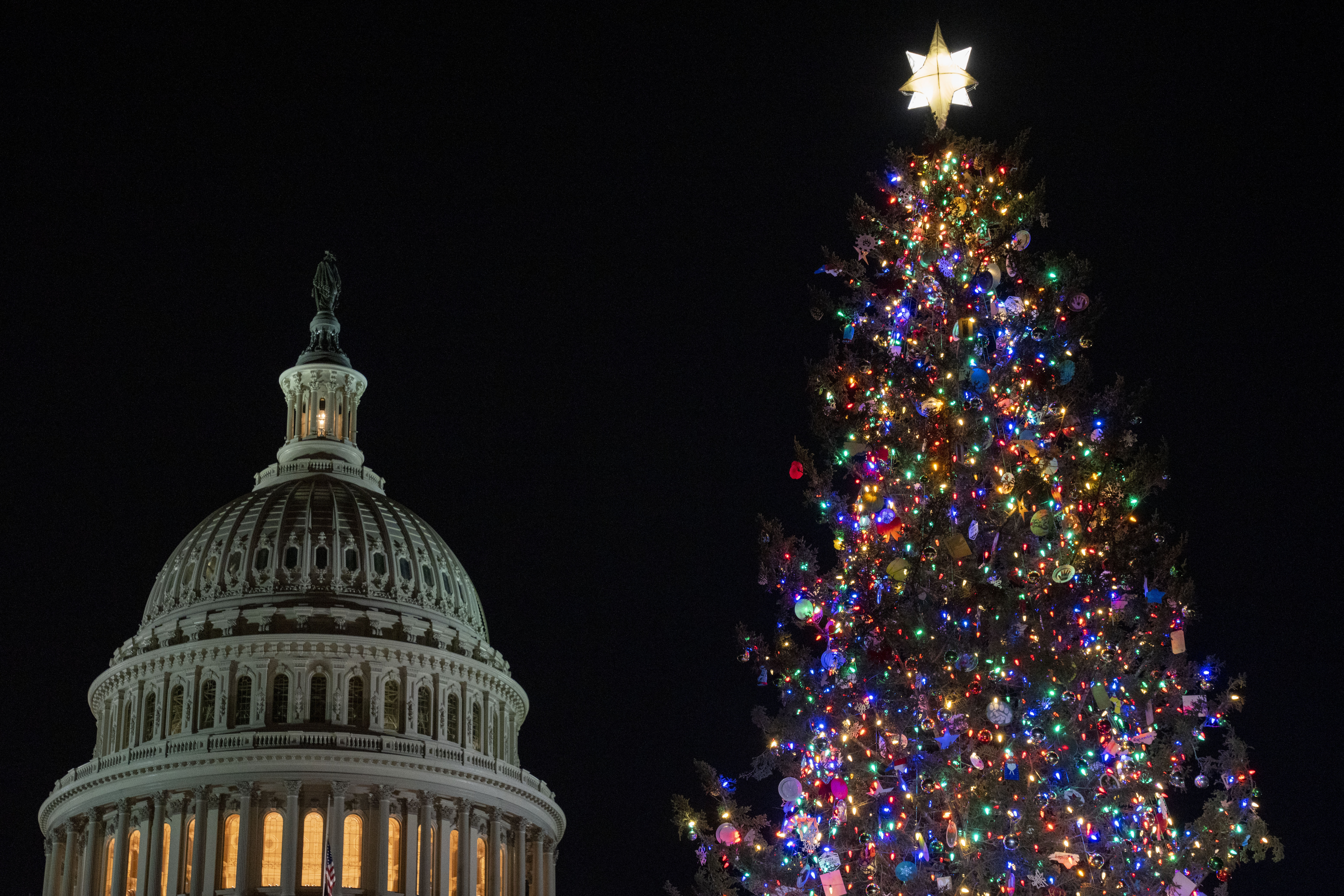 "West Virginia's Norway Spruce Embarks on Journey to Become Capitol's Christmas Tree"