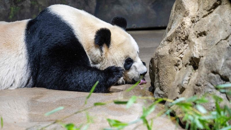 Featured image for "China's Panda Diplomacy: More Giant Pandas Headed to California Zoo"