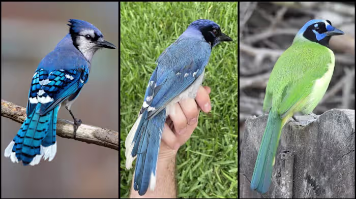 Featured image for Rare Green-Blue Hybrid Bird Discovered in Texas Backyard