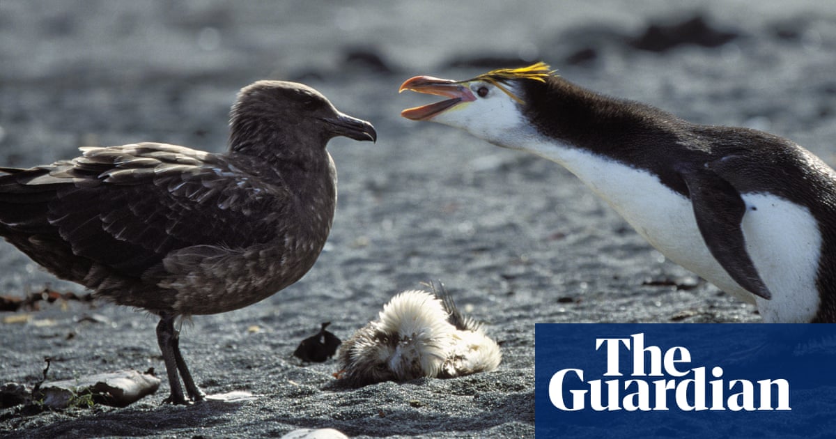 "Mainland Antarctica Confirms First Cases of Deadly Bird Flu, Scientists Fear Ecological Disaster"
