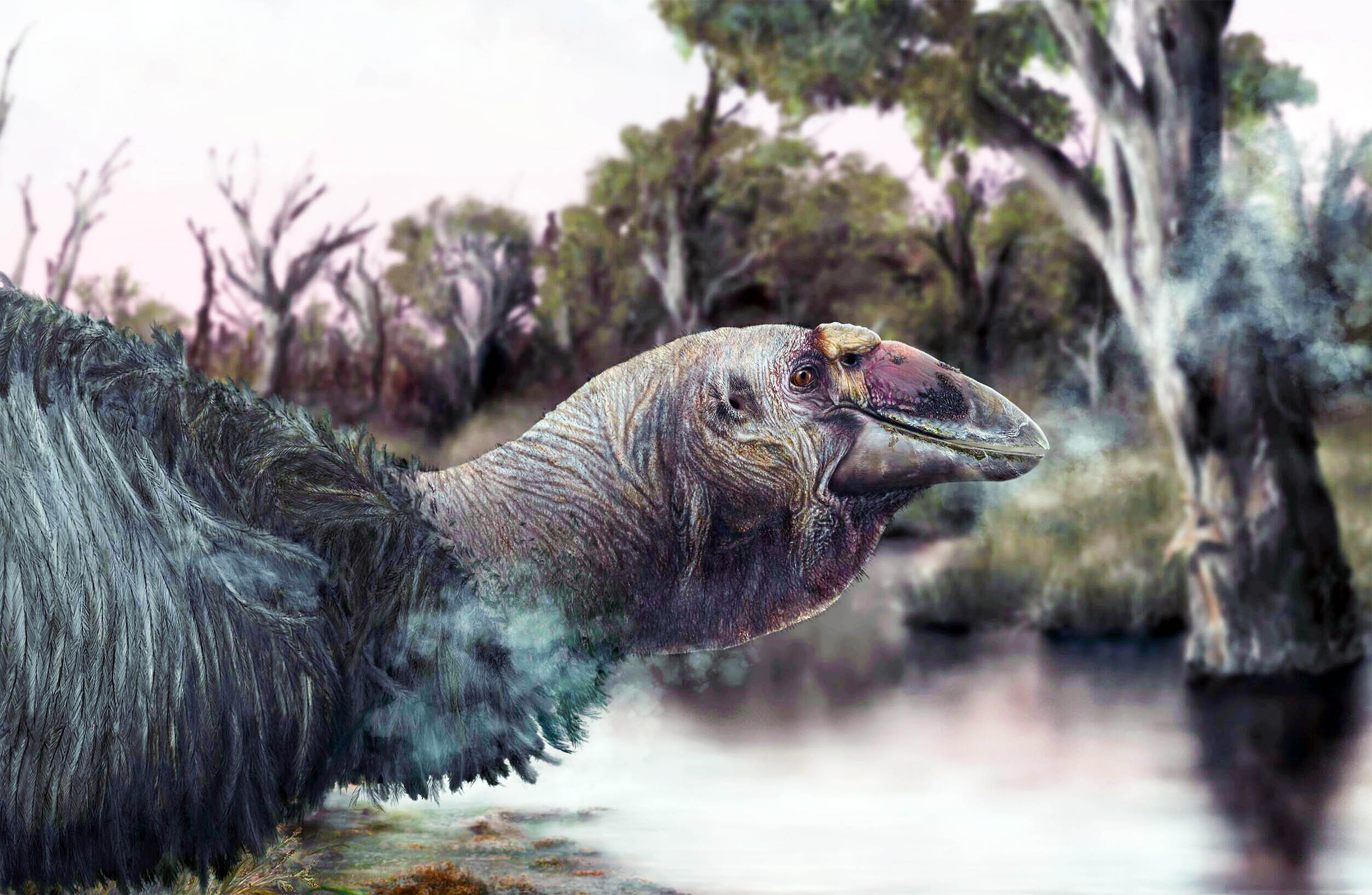 Featured image for Archaeologists Discover Rare Skull of Extinct Thunder Bird