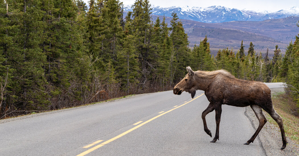 Featured image for Fatal Vehicle-Moose Collision Near Denali National Park