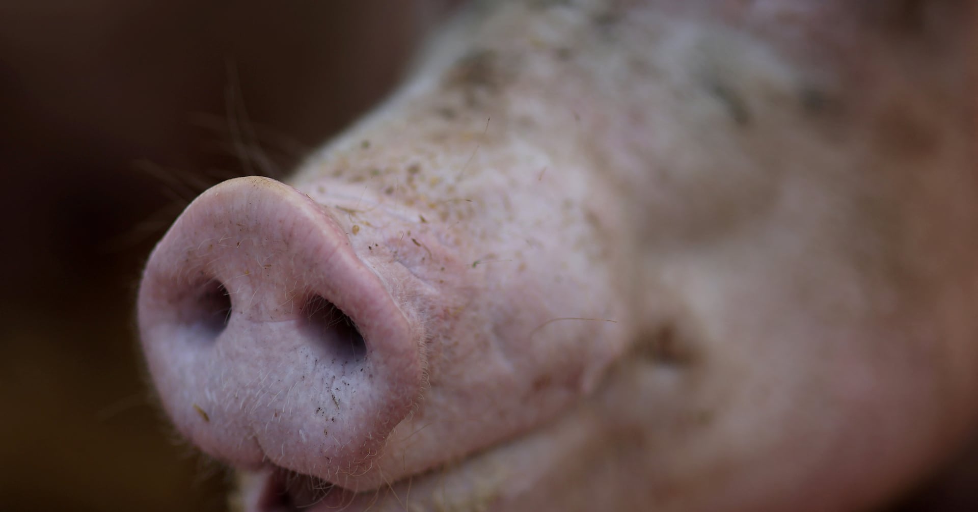 Featured image for "Human Transmission of Viruses to Animals Outpaces Animal Transmission to Humans, Study Reveals"