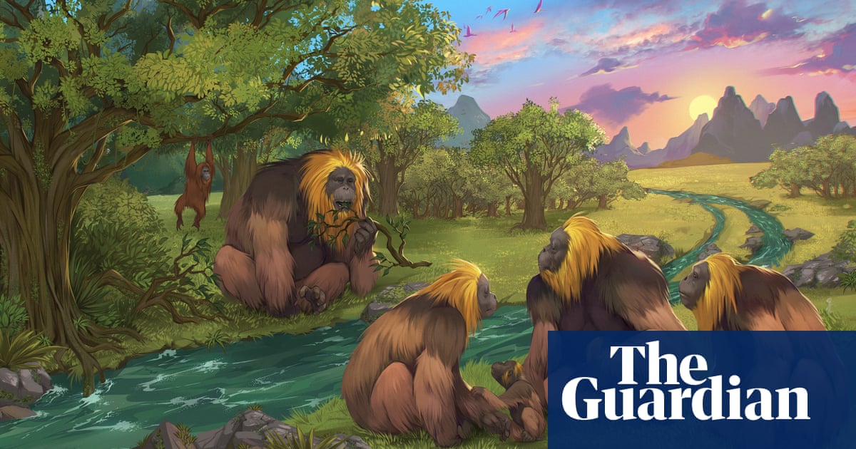 Featured image for "Climate Change and Diet Shift Led to Extinction of Giganto, the Largest Primate"