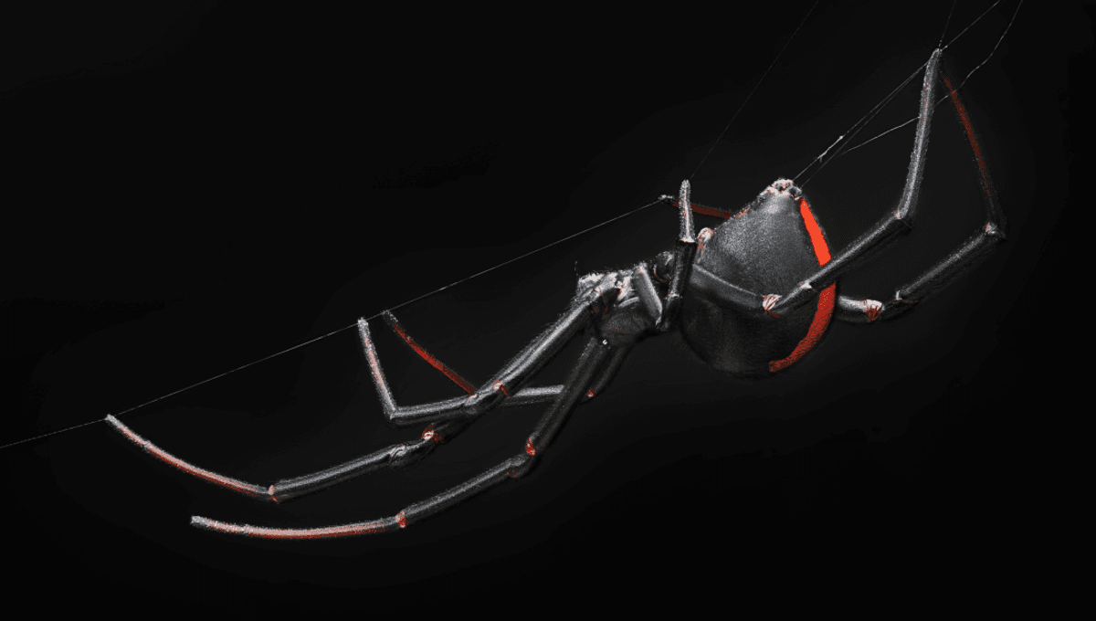 Black Widow Injection Leads to Bad Trip for Woman