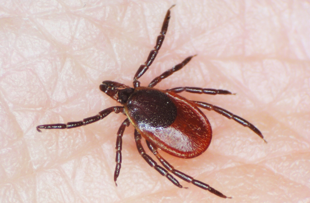 Maine Sees Record Lyme Disease Cases Amid Tick Expansion