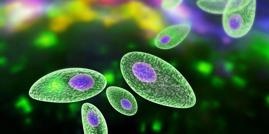 Featured image for Schizophrenia linked to cognitive decline from Toxoplasma gondii infection.