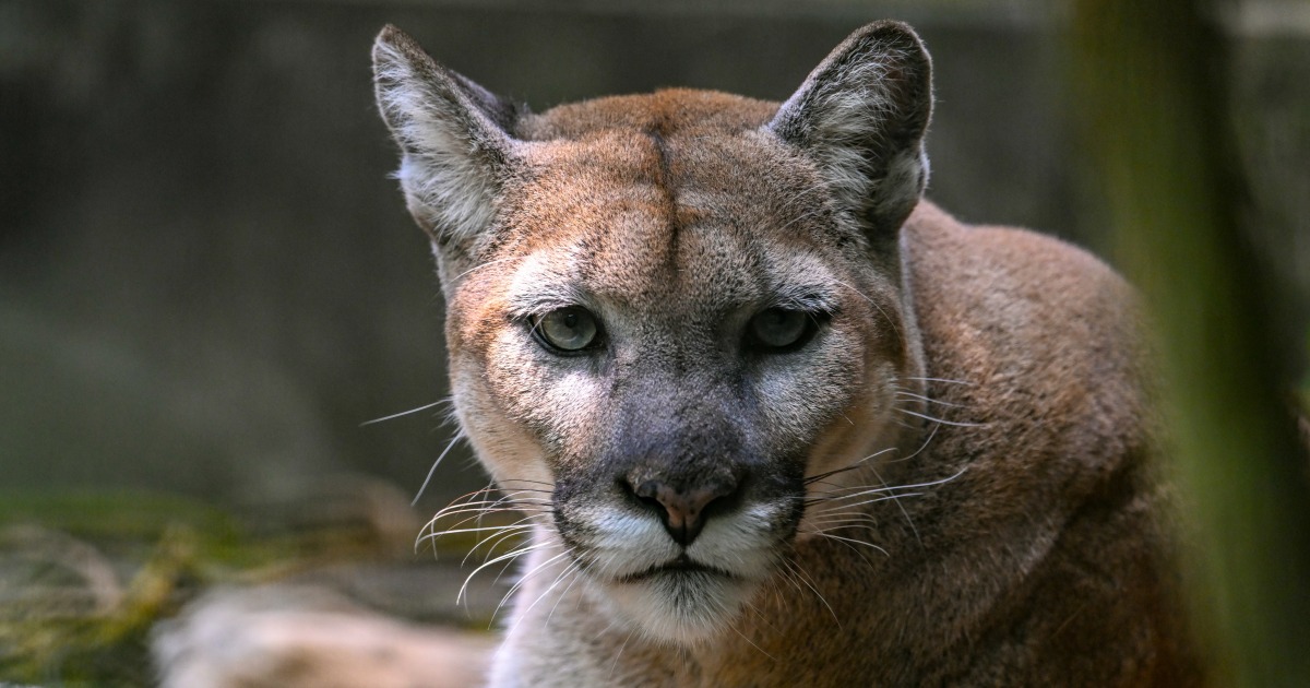 Featured image for Fatal Mountain Lion Attack in Northern California Leaves One Dead and One Injured