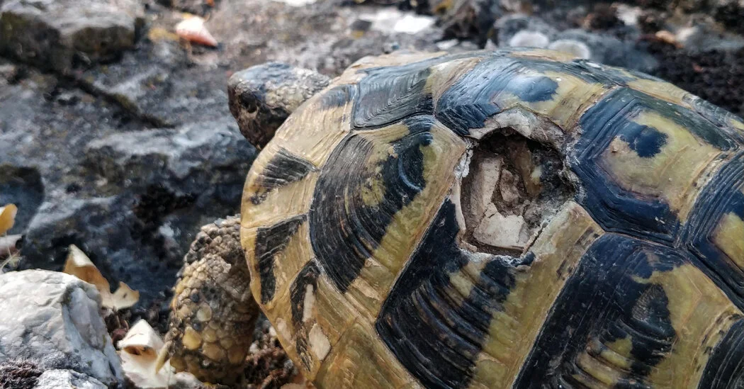 Relentless Male Aggression on an Island Threatens Tortoise Extinction