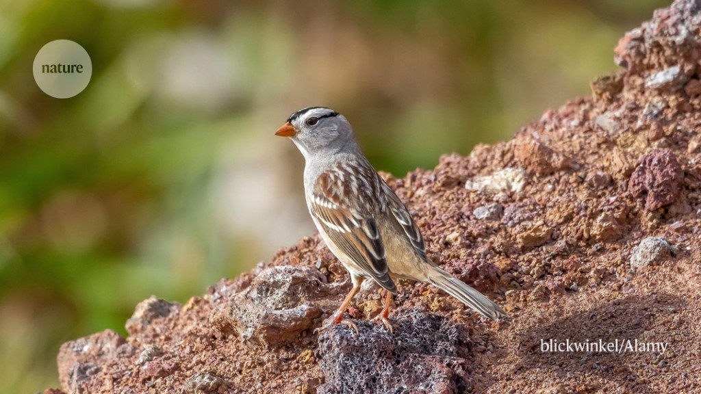 Featured image for "Brain Expansion: Sparrows' Surprising Pre-Mating Adaptation"