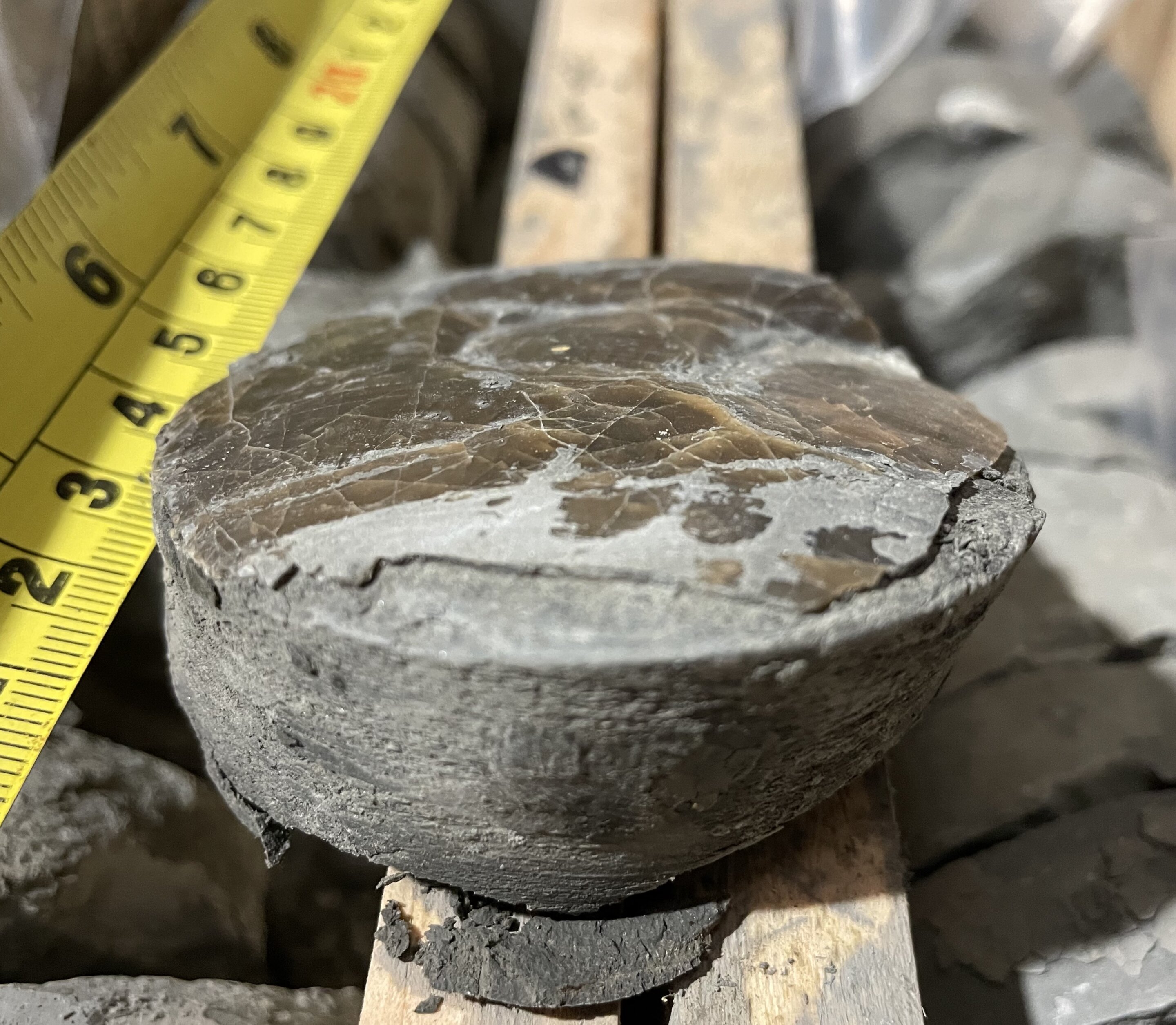 Featured image for "Recurring Deoxygenation Threatens Marine Life: A Historical Perspective"