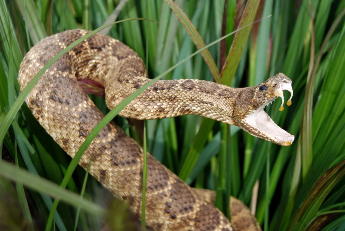 Featured image for "Study Reveals Unexpected Factor Increasing Snake Bite Incidents"