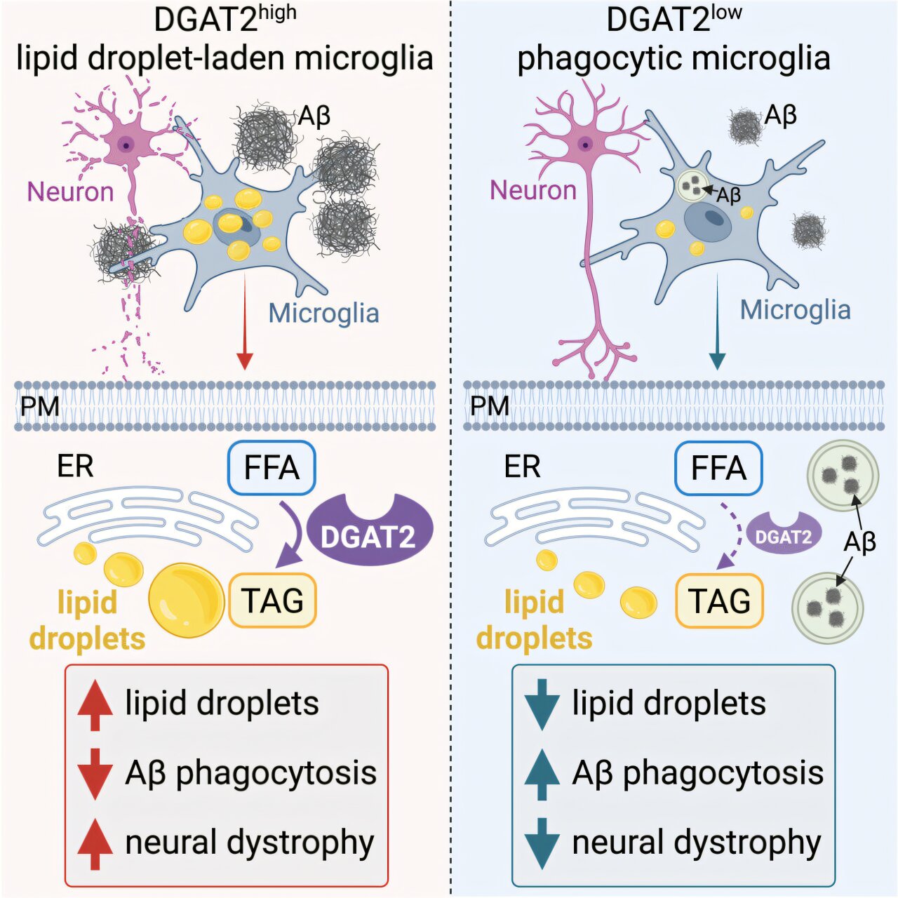 Featured image for Fat Impairs Brain's Immune Defense in Alzheimer's