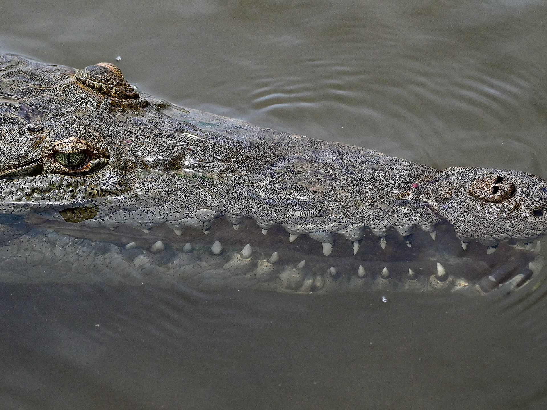 Costa Rican Crocodile Achieves First-Ever 'Virgin Birth' in Science's History Books.