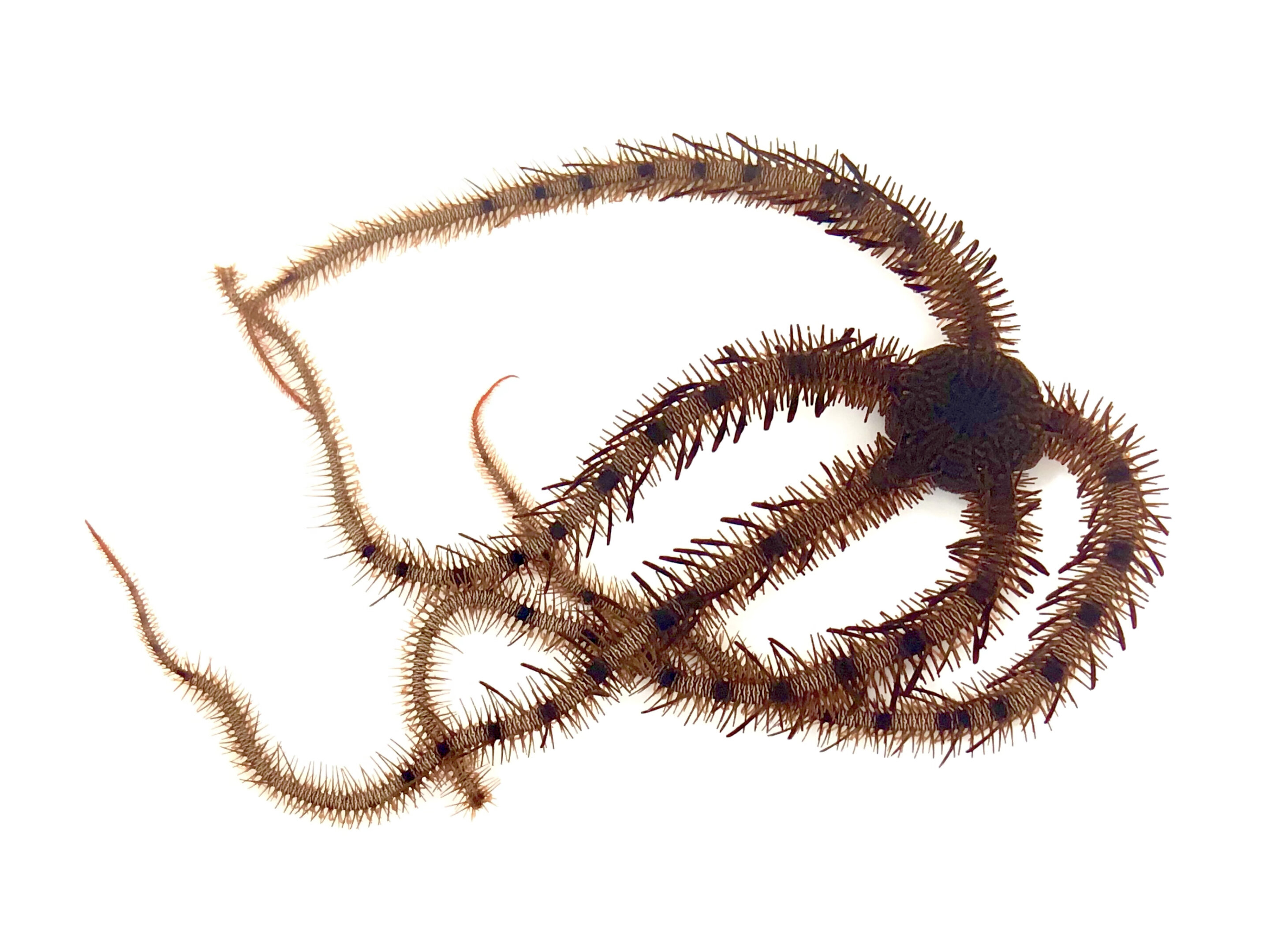 Featured image for Headless Brittle Stars: Learning Without a Brain