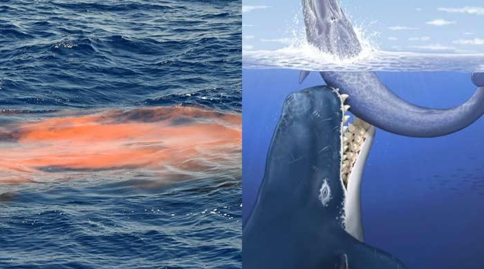 "Sperm Whales' Unconventional Defense: Using Giant Poop Bombs to Thwart Orca Attacks"