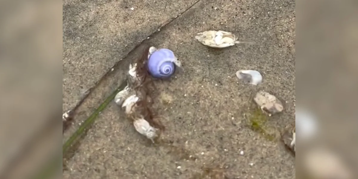 Featured image for Woman Finds Rare Purple Animal on Beach After a Decade