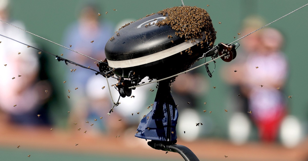Featured image for "Bee Swarm Halts Indian Wells Tennis Quarterfinal"