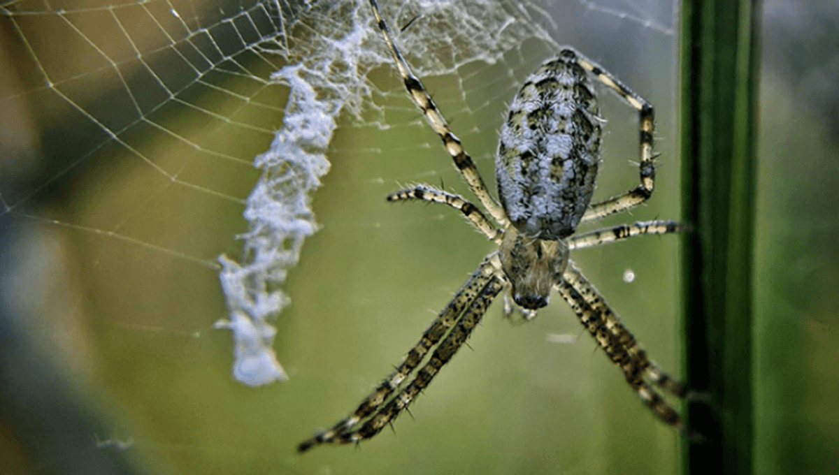 Featured image for Spider Web Decorations Enhance Prey Detection and Location