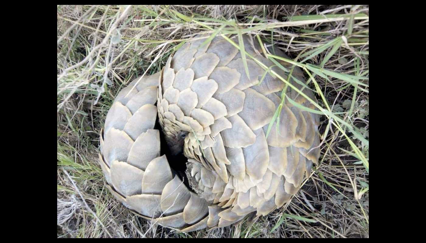 Featured image for Pangolin-inspired tiny robot delivers lifesaving medications and stops internal bleeding.