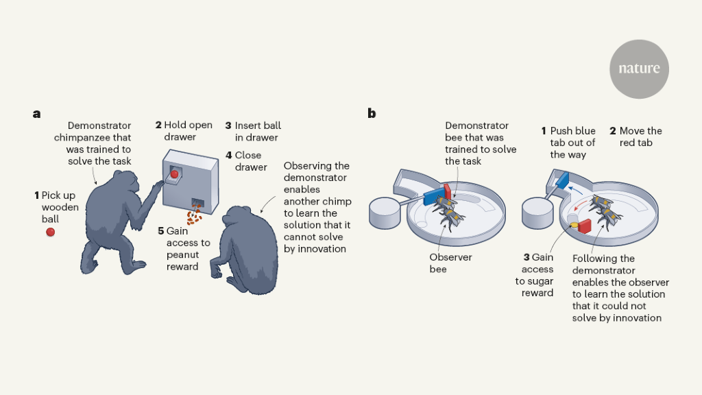 Featured image for "Social Learning in Bees and Chimpanzees: Passing on Problem-Solving Skills"