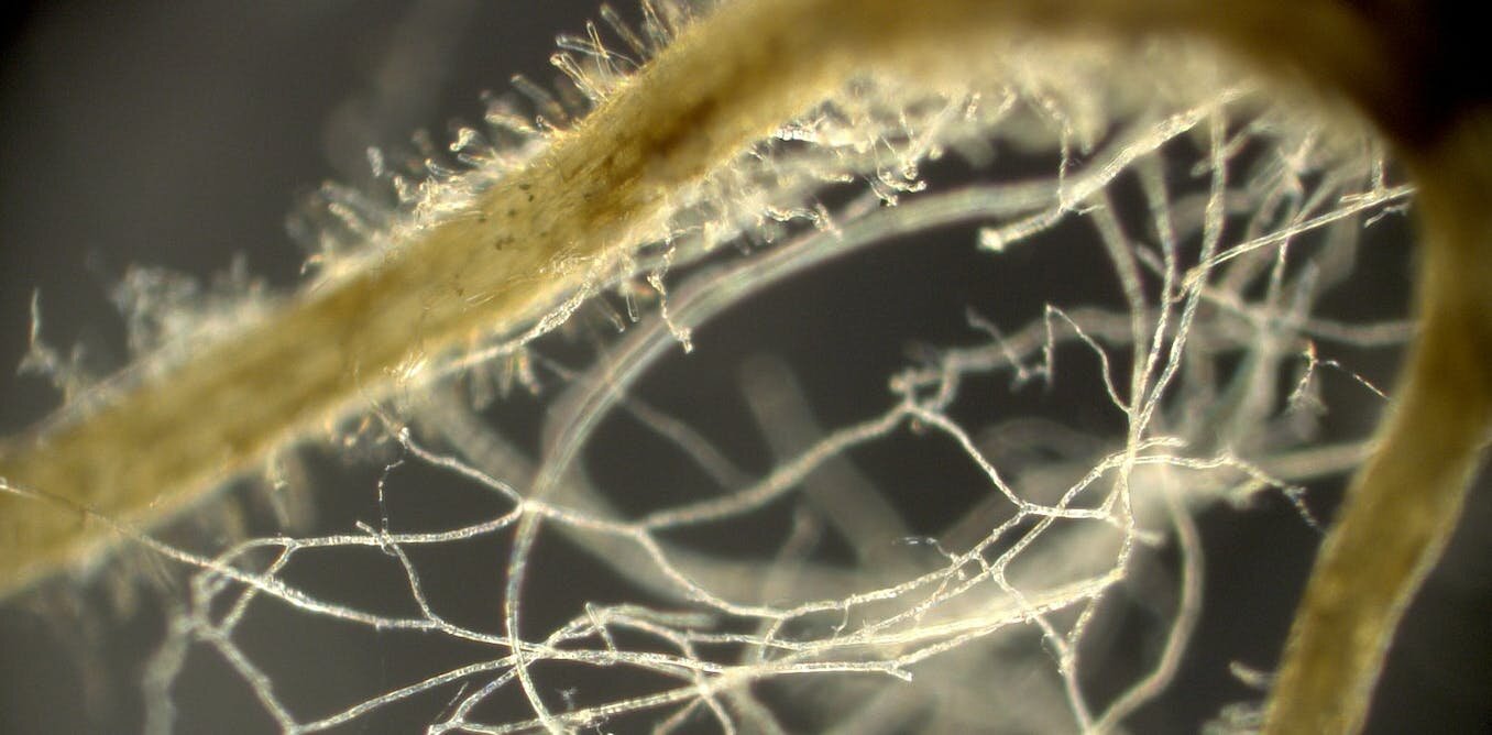 Featured image for Fungi's 'necromass' absorbs one-third of carbon emissions.