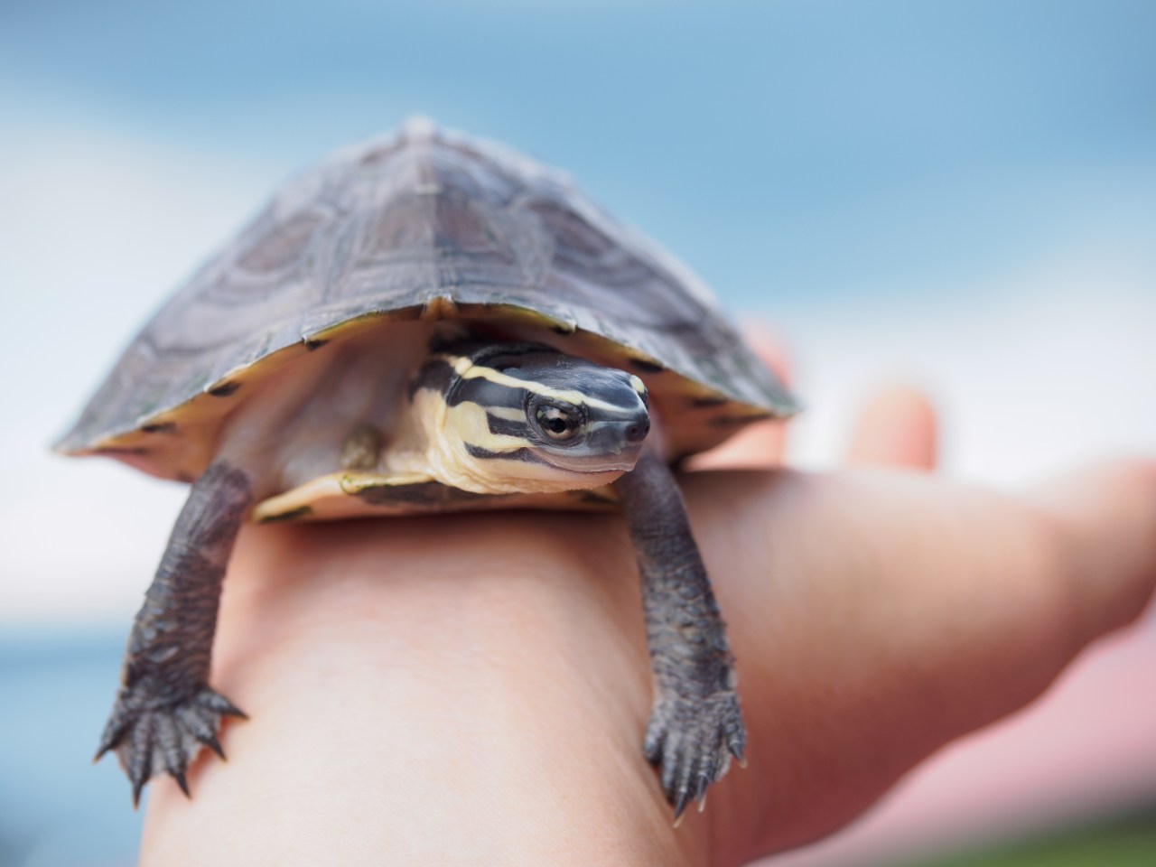 CDC Issues Warning About Salmonella Outbreak Linked to Pet Turtles