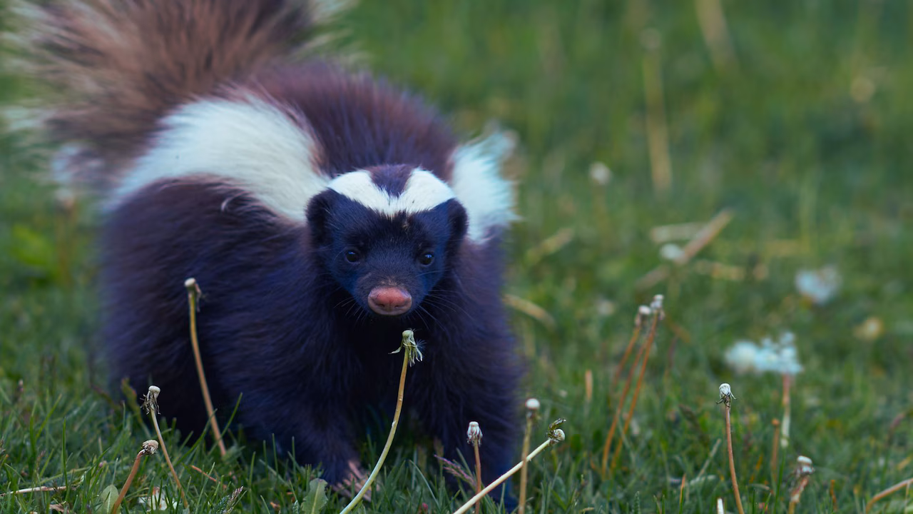 Featured image for Rabid Skunk in N.J. Town Leads to Dog Quarantines