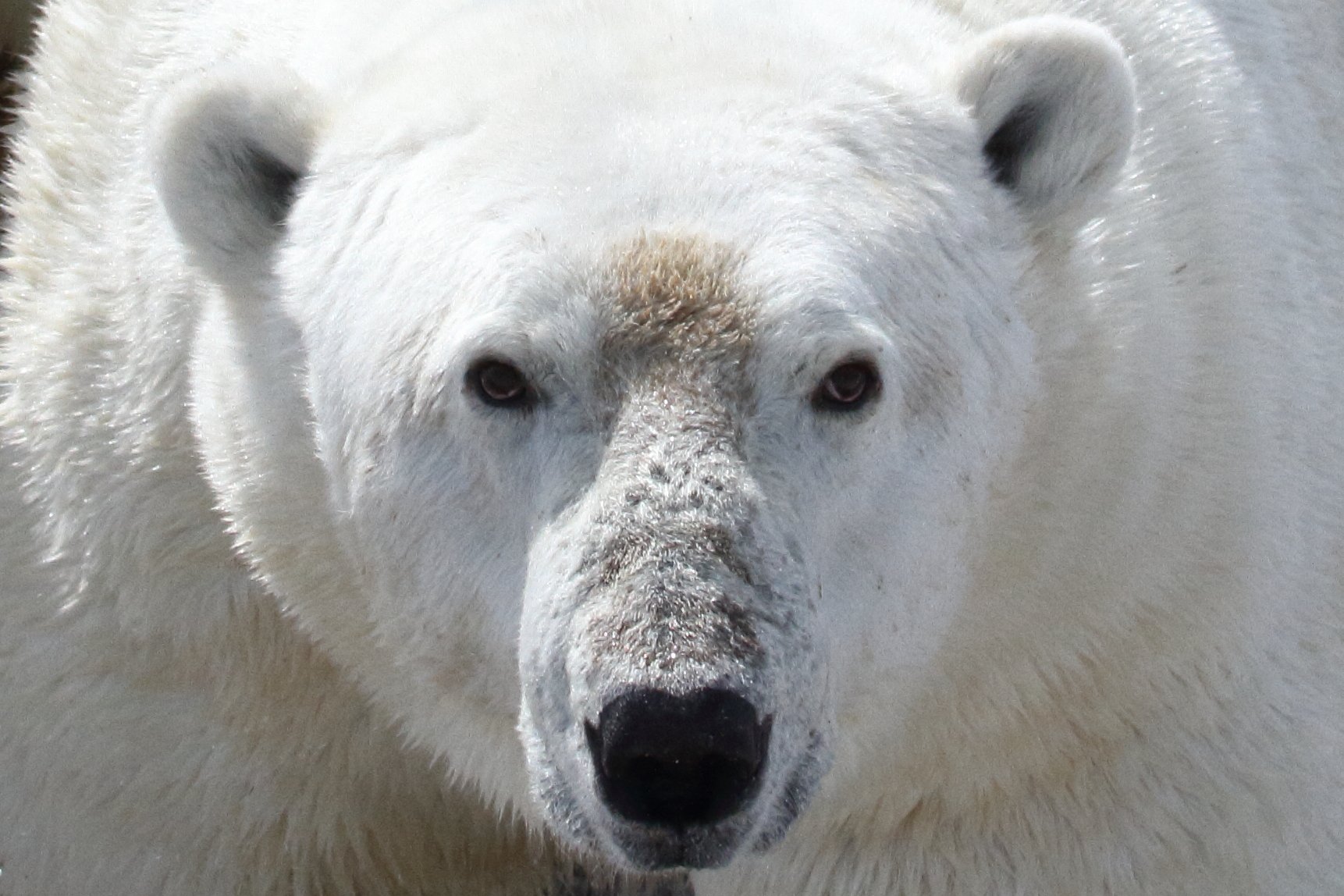 "Polar Bears at Risk: Scientists Issue Dire Warning Based on Collar Camera Footage"