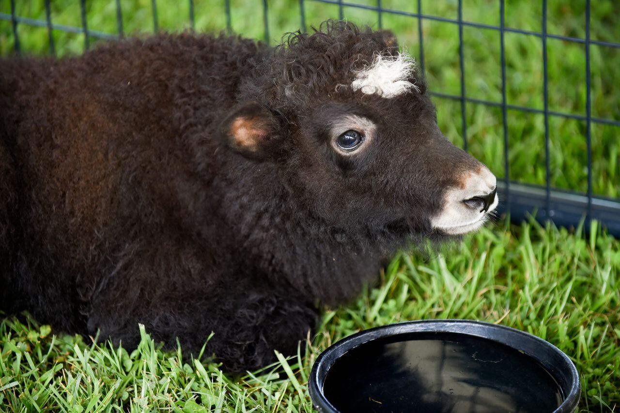 Unconventional University of Michigan Research Studies.