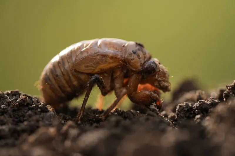 Featured image for "Cicada Invasion 2024: States Bracing for Trillions of Emergent Insects"