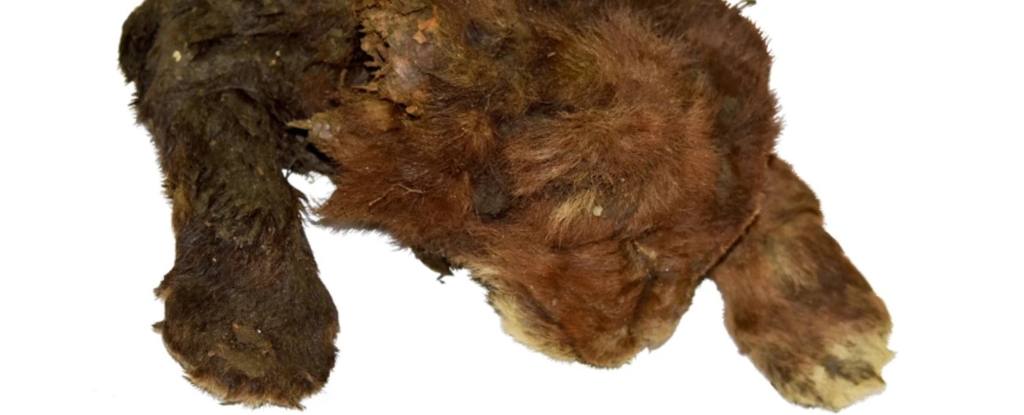 Featured image for World's First Study of Preserved Saber-Toothed Kitten