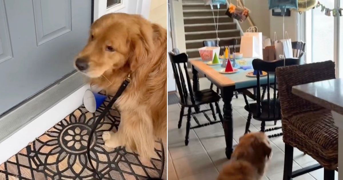 Featured image for Golden Retriever Thrilled for Grandma's Surprise Birthday Party