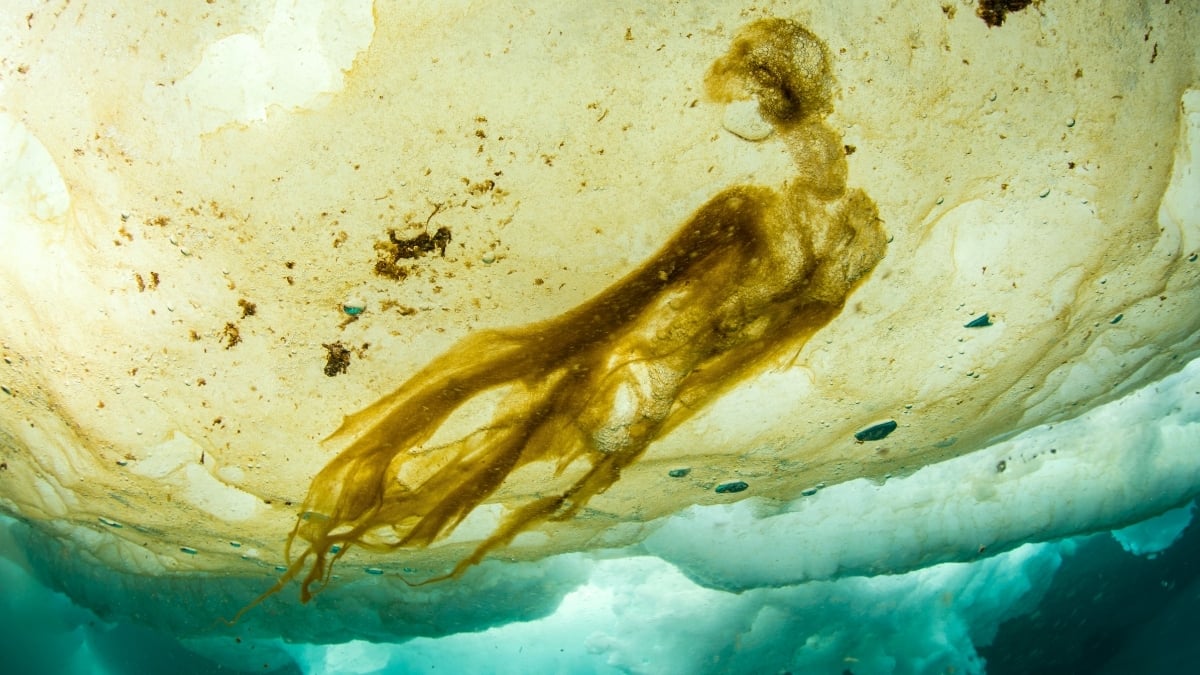 Featured image for New Arctic Ecosystem Discovery Challenges Climate and Marine Life Assumptions