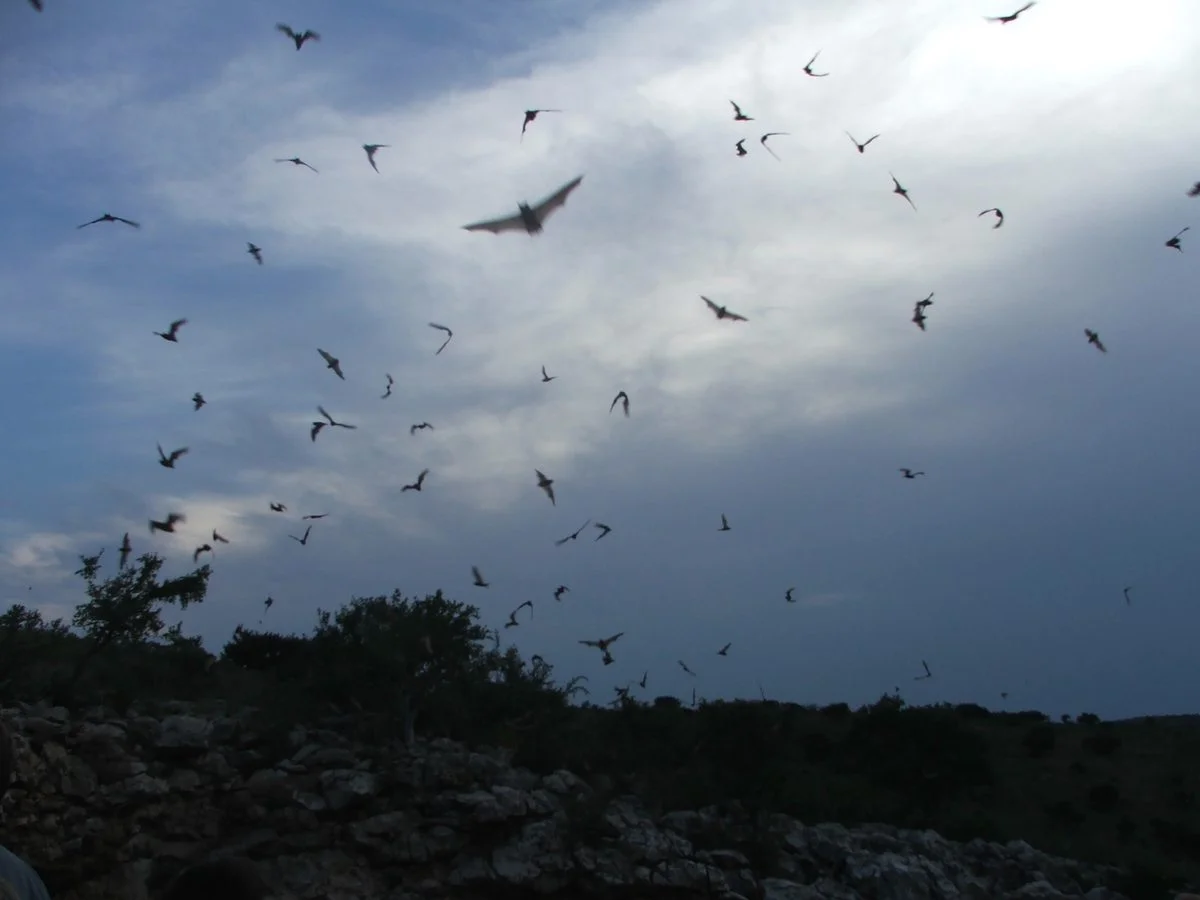 Texas Bat Breaks Level-Flight Speed Record at 100 mph