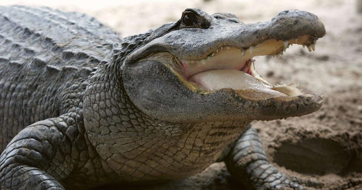 Featured image for Sanibel resident survives alligator attack.